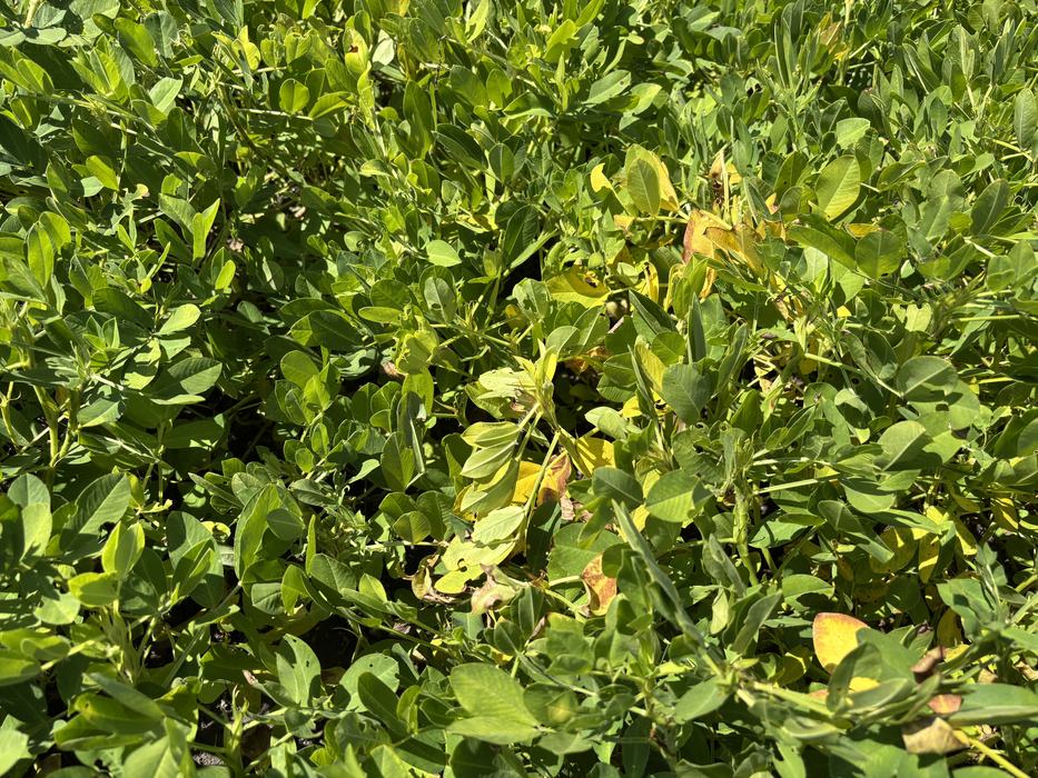 Spots of yellow leaves in an otherwise green patch of peanut plants.