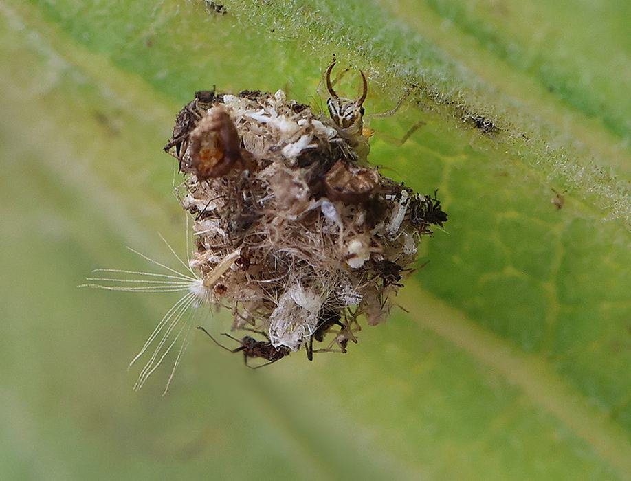 "Trash bug" on common milkweed. 
