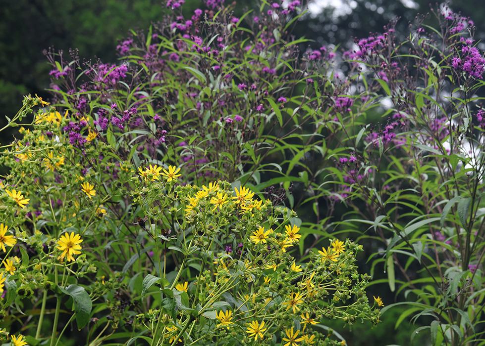 Giant ironweed (Vernonia gigantea) with cup plant (Silphium perfoliatum). The giant ironweed is about 10 feet tall!