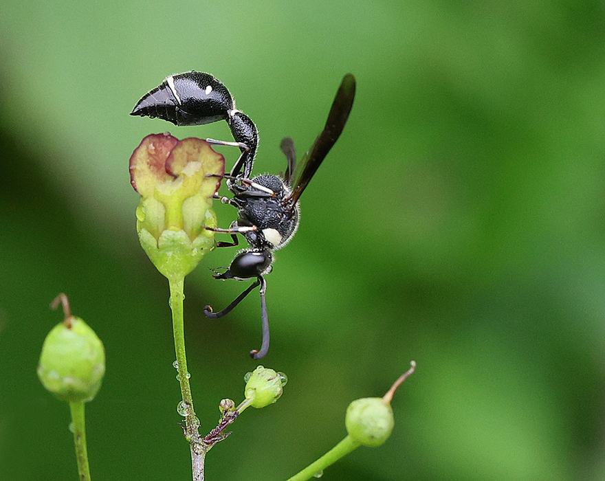 Potter wasp on late figwort (Scrophularia marilandica).