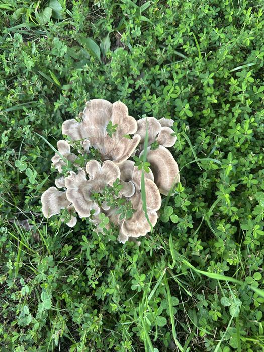 Ava Sneed: View on the Lake