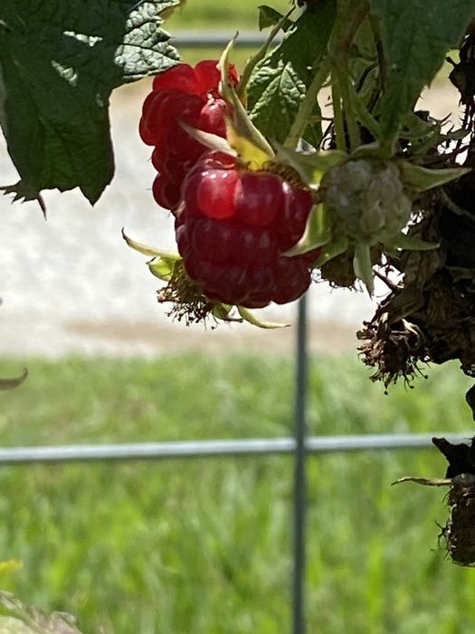 Ayla Sasscer: It's Raspberry Time!