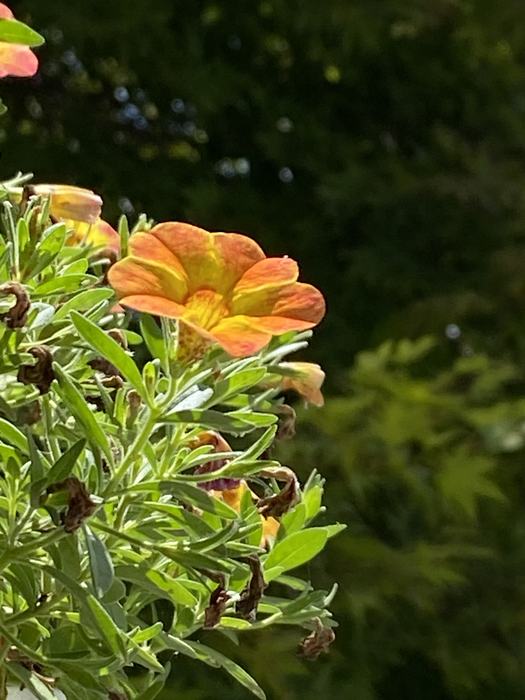 Jr. Worth Mentioning - Ezra Sasscer: Pretty Orange Flower