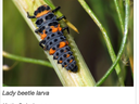Ladybug Larvae
