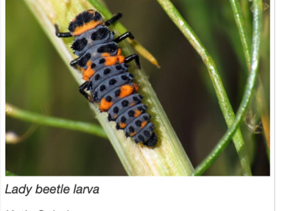 Ladybug Larvae