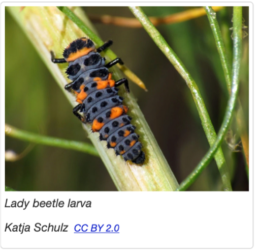 Ladybug Larvae