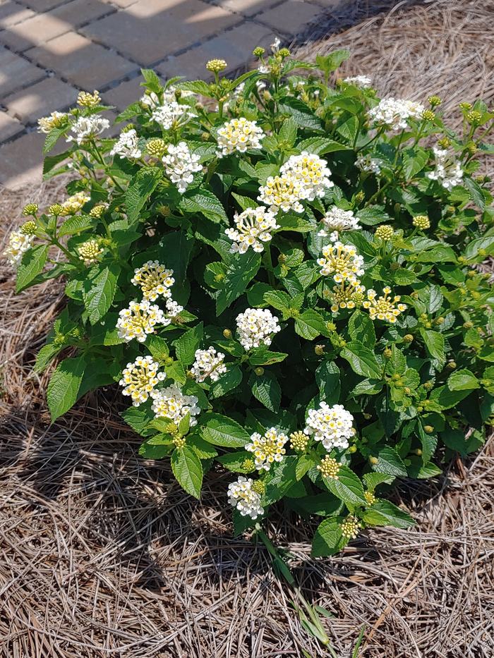 Lantana