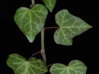 Hanging ivy stem with five green, heart-shaped leaves on black background