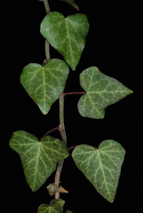 Hanging ivy stem with five green, heart-shaped leaves on black background