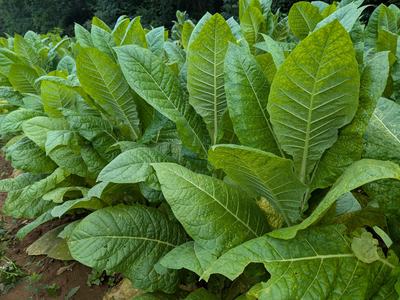 Green tobacco plants growing in North Carolina.