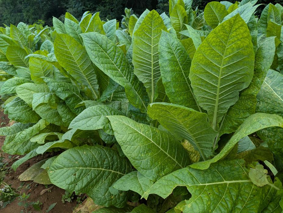Green tobacco plants growing in North Carolina. 