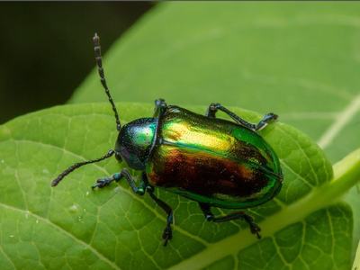 A banner showing three images. First is a brilliant blue fungus on a dead branch, second is an iridescent beetle on a leaf, and third shows lichenized algal leaf spots on a magnolia leaf.
