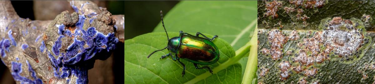 A banner showing three images. First is a brilliant blue fungus on a dead branch, second is an iridescent beetle on a leaf, and third shows lichenized algal leaf spots on a magnolia leaf.