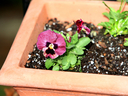 Pansy in container