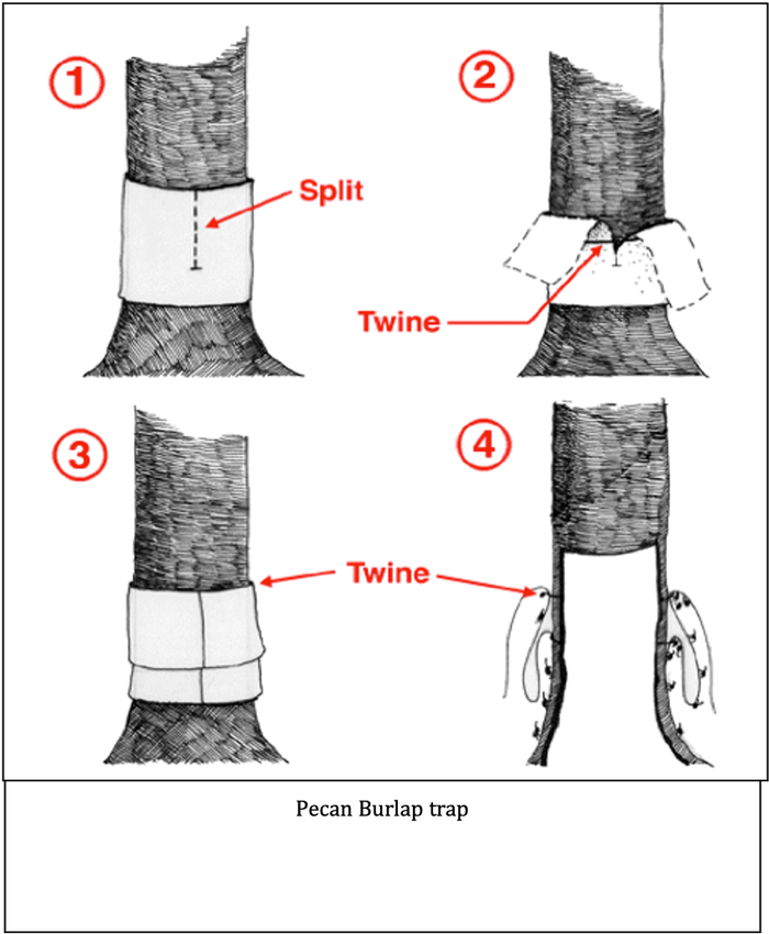 Diagram of a pecan burlap trap showing four steps to set it up, including splitting the burlap, securing with twine, and folding, with arrows and step numbers.
