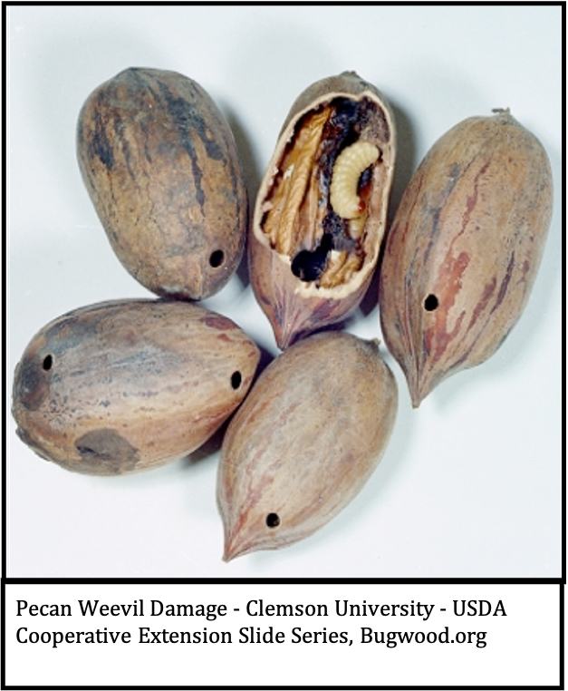 Five pecans with weevil damage, including one cracked open to show a larva inside; text on image notes “Pecan weevil damage – Clemson University – USDA Cooperative Extension Slide Series, Bugwood.org.”
