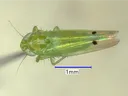 Cotton jassid adult about 2-3 millimeters in length