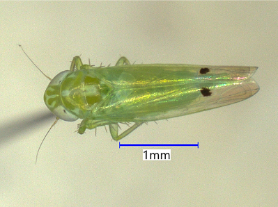 Cotton jassid adult about 2-3 millimeters in length