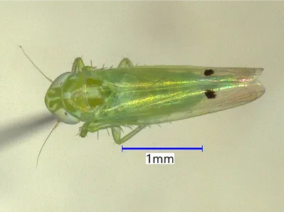 Cotton jassid adult about 2-3 millimeters in length