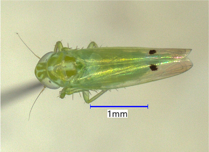 Cotton jassid adult about 2-3 millimeters in length