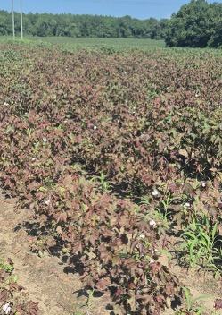 Field with cotton leaves that are brown