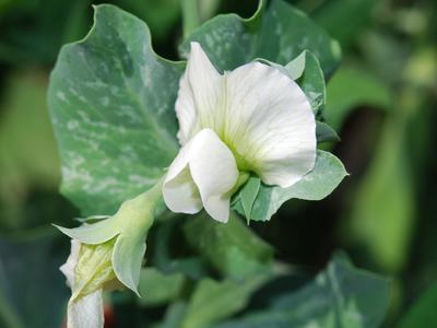 Austrian winter pea flower
