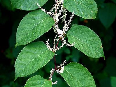 Photo of alternative heart-shaped leaves with white flower spikes that are 4-6" long borne on red stems characteristic of Japanese knotweed.