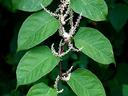 Photo of alternative heart-shaped leaves with white flower spikes that are 4-6" long borne on red stems characteristic of Japanese knotweed.