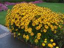 Black-eyed Susan