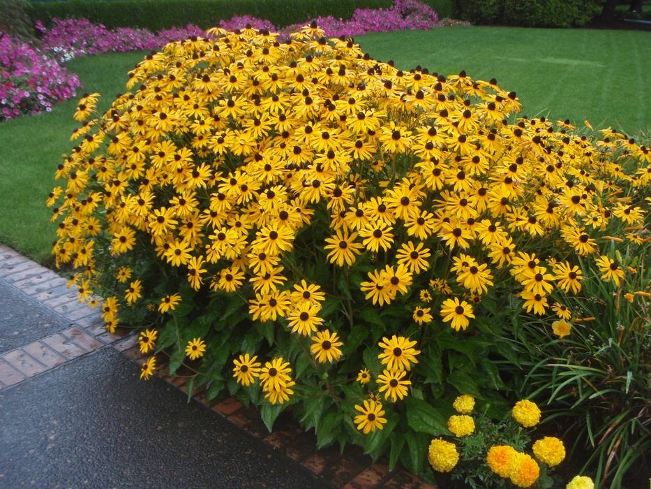Black-eyed Susan