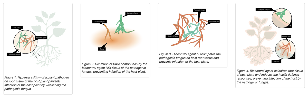 Scientific Illustration for Extension Publication intro picture