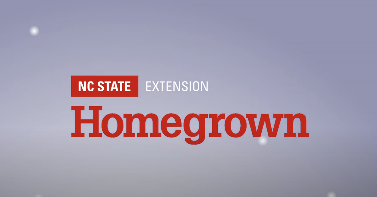 Christmas Tree Animation Video intro picture