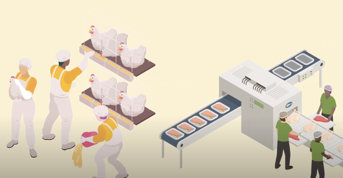 Chicken Industry Food Supply Chain Video intro picture