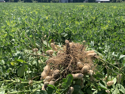 dug peanut vines