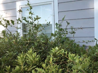 Woody Weeds in Azaleas