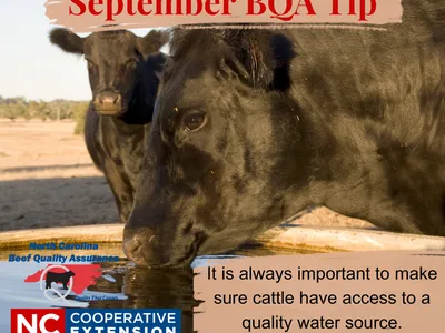 cattle drinking water