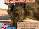 cattle drinking water