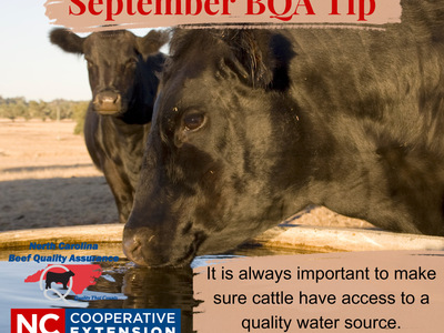 cattle drinking water