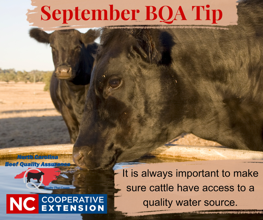 cattle drinking water