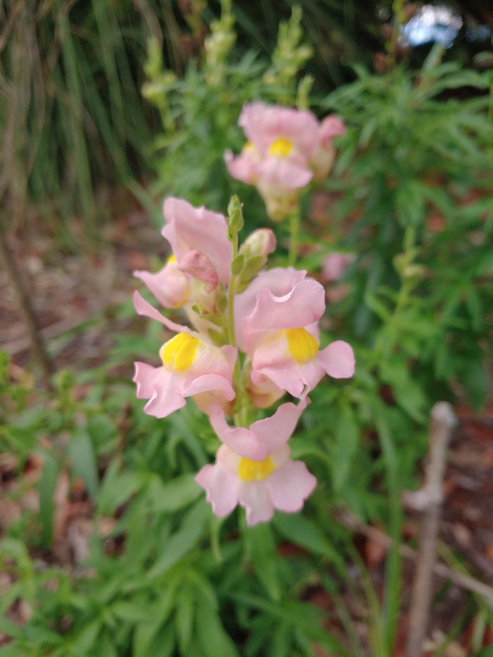Snapdragon