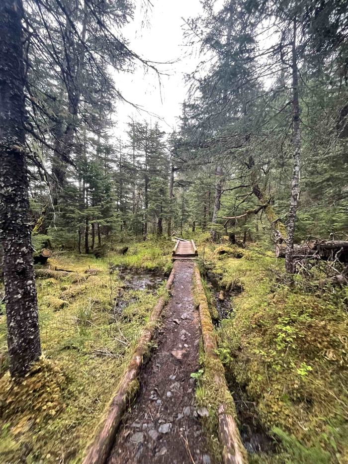 Landon Cochran A Path in an Alaskan Forest