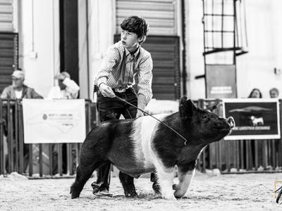 youth walking pig