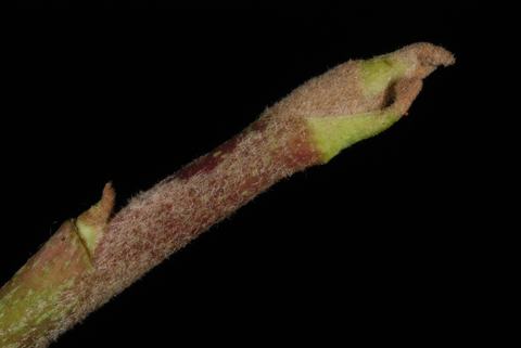 Fuzzy brown stem with elongated bud and small lateral bud against black background