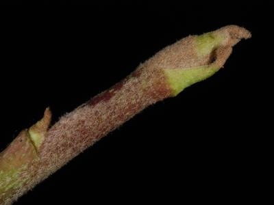 Fuzzy brown stem with elongated bud and small lateral bud against black background