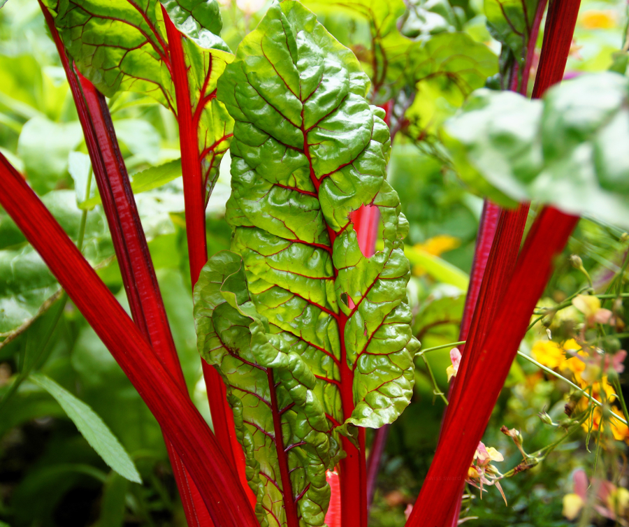 Swiss Chard