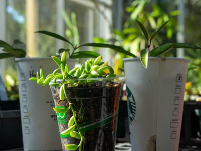 Give single-use plastics a second life as starter pots for you propagations!