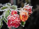 frost on flowers