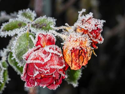frost on flowers
