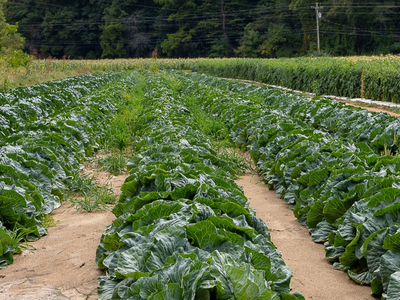 Field of Vegetables