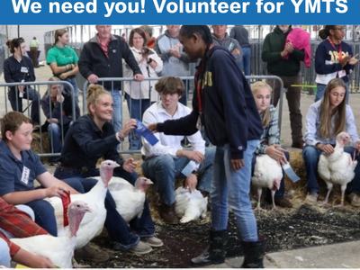 Turkey show volunteer handing out a ribbon on show day. Turkeys and competitors in a showring holding ribbons.